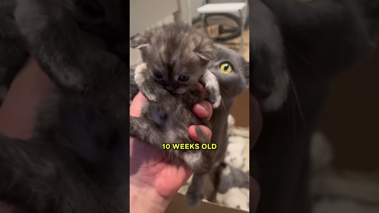 Do Mother Cats Miss Their Kittens After Adoption 