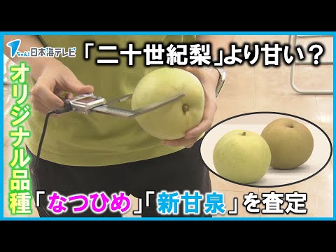 【鳥取オリジナル梨の２品種】出来栄えを確認　二十世紀梨より糖度が高く人気　「なつひめ」「新甘泉」を査定　鳥取県北栄町