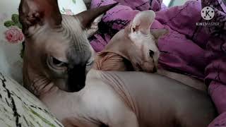 #Nacktkatze# Sphynx/Elf#schlafen#сфинкс/ ельф спим# Хорошо спиться с мамой под одеялом 😻😼💋