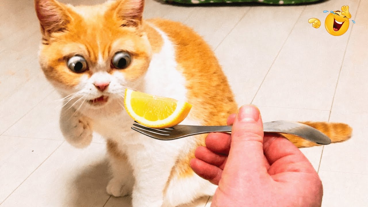 Cat Being Chaos🤣Funniest Cat Videos 2026😂TRY NOT TO LAUGH