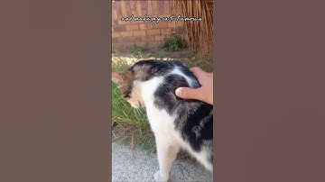 We just having a lazy Sunday 😴 😸