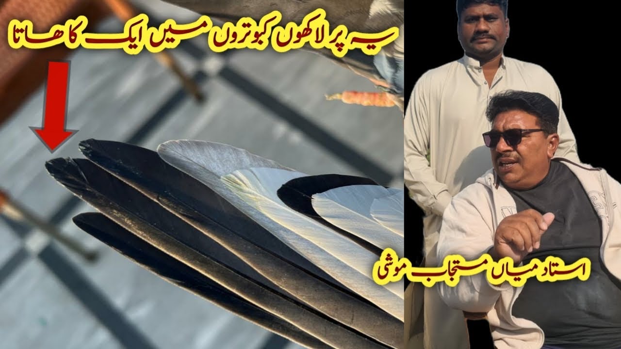 Kabootar ka Aisa Parr Apne Kabhi Nhi Dekha Hoga | Ustad Mian Mustajab Moshi