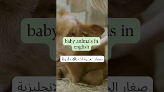 baby animals learnlanguagevideos تعلم_اللغة_الانجليزية english learnenglish