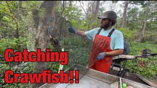 Catching CRAWFISH in Louisiana’s BIGGEST SWAMP! (Atchafalaya Basin)