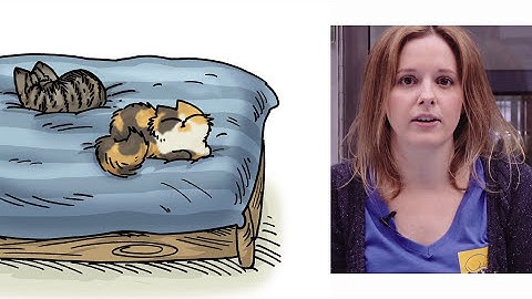 Why Do Cats Sleep in Unusual Places?! - Simon
