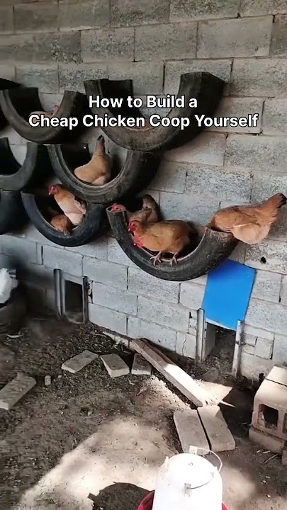 How to Build a Cheap Chicken Coop Yourself