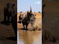 Off-Guard Rhino, Crocodile’s Ambush