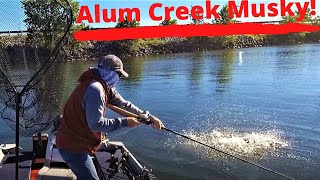 Alum Creek Musky!