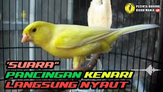 SUARA KENARI GACOR JOS BUAT PANCINGAN