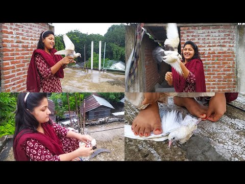 Slaughtering pigeon of girl | Lovely slaughter pigeons from beautiful woman | pigeon slaughter