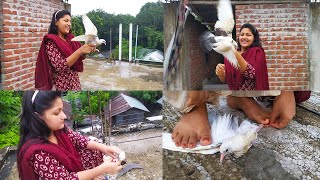 Slaughtering pigeon of girl | Lovely slaughter pigeons from beautiful woman | pigeon slaughter