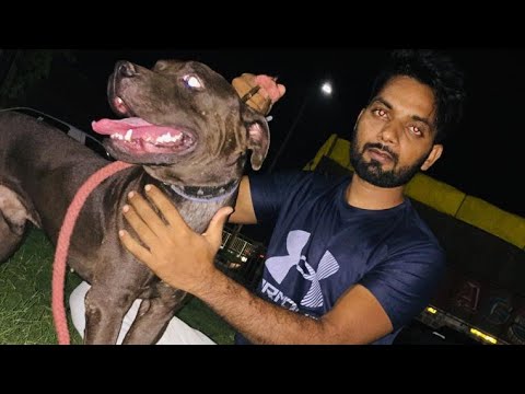 bichu vally 555 blood apbt dog