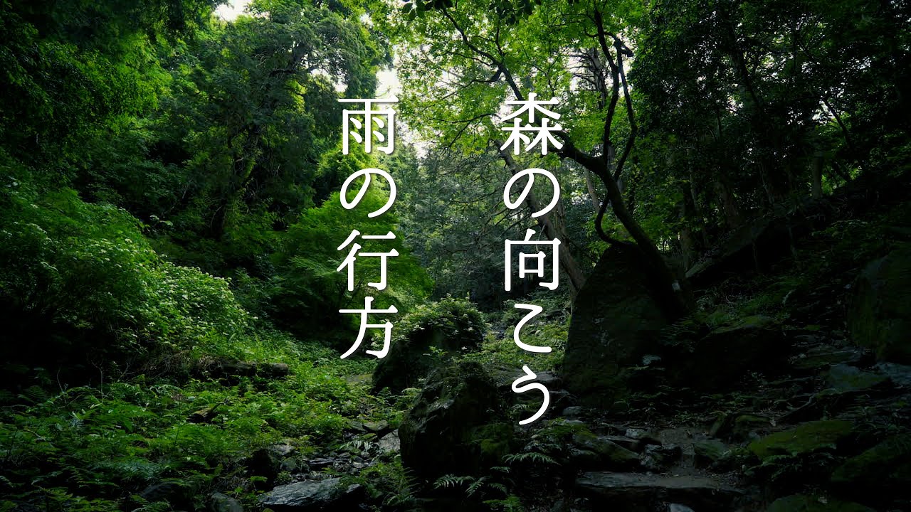 雨が森を流れる│詩的ヒーリング【癒しの3分】【4K】 - YouTube