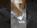 bezubaan kiSeva bejuban ki awaaz street dog animal prayagraj