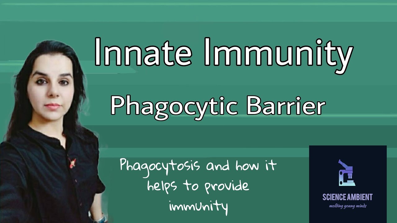 Innate Immunity - Phagocytic Barrier (Detailed) easy diagram