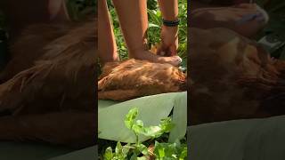 Lets Slaughter Chicken Under Bare Feet 