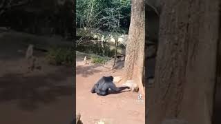 Download Lagu soun lucu bangit buat ngakak abis #shorts MP3