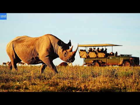 Чорний носоріг - африканський важкоатлет! Чому носорогів перевозять за ноги на вертольоті?