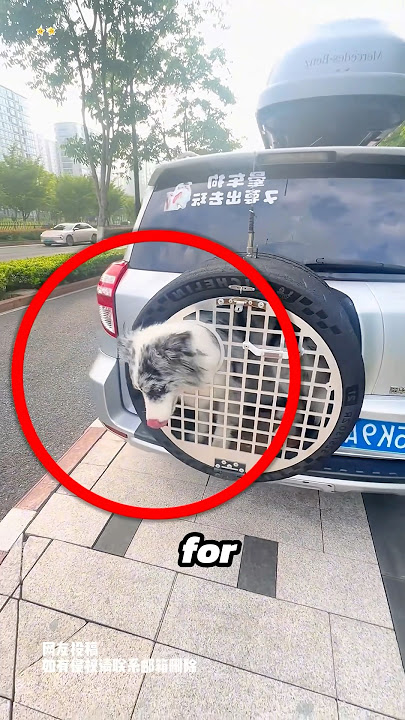 The reason the owner had to do this was because the dog pooped in the car