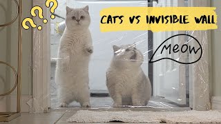 Cats vs Plastic Wrap!