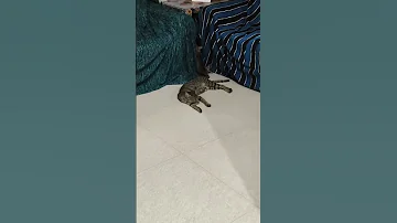 Simba Or Baby Simba 