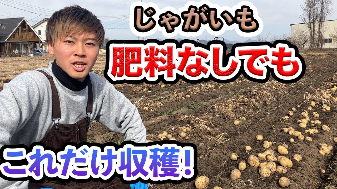 じゃがいも】肥料なしでじゃがいも大量に取れる。 - YouTube