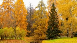 Золотая осень Золотая осень