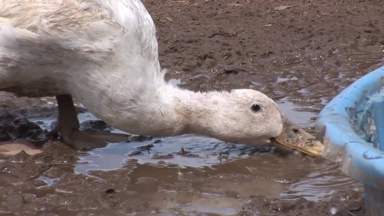 Duck Drinks OutOf Puddle_Animal Acres buckshot