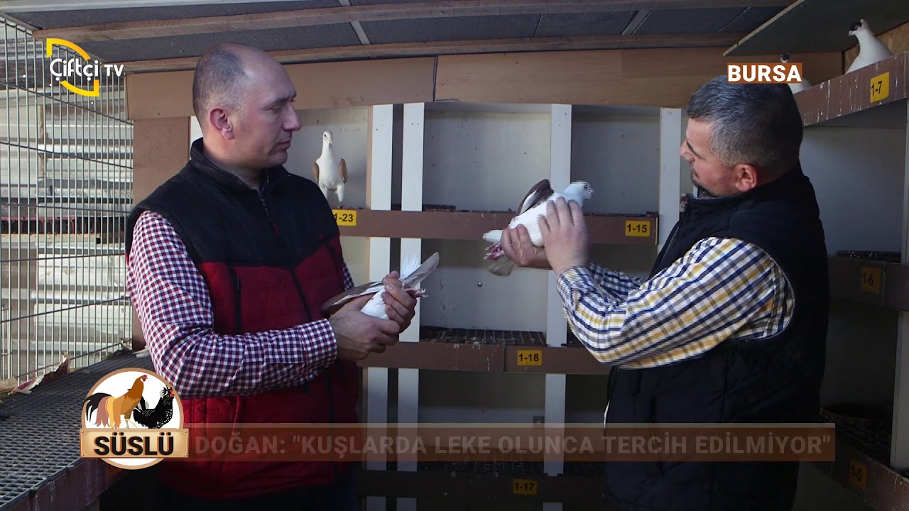 Posta Güvercinlerinde Aranan Özellikler - Süslü / Çiftçi TV