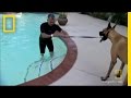 Great Dane Takes the Plunge | National Geographic