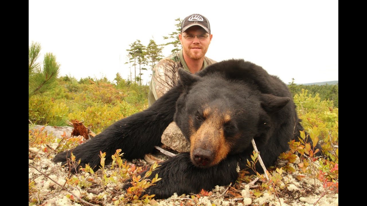 Nova Scotia Bear Hunting 2014 YouTube