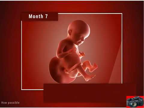 Fetal development month by month: Stages of Baby Growth in ...