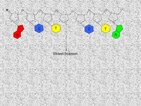 Maxam Gilbert Sequencing Method.wmv