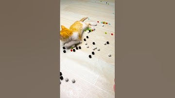 Reverse Cats Videos ❤️🐈 #cat #animation #cute #piano #music #funny #memes