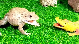 Brave bullfrog vs crocodile??? Screaming frog