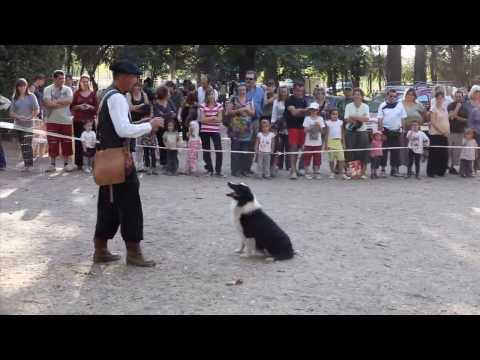 Vídeo: Collie Dog Breed Hipoalergènic, De Salut I De Vida