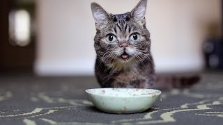 An Intimate Look at BUB's Fascinating Eating and Cleaning Methods