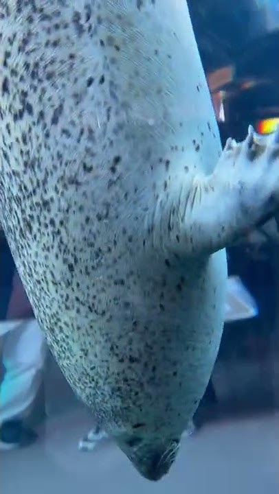 旭山動物園のアザラシ Youtube