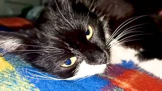 Relaxing cat | Purring bliss - pleasure in every touch | Cat Chronicles by Cat Chronicles 97 views 1 month ago 36 seconds