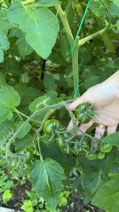 Мое огородное лето ️🍅 #юмор#томат#томаты#помидоры#черри#балконноечудо# ...