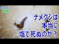 ナメクジは塩で本当に死ぬのか？【あやしい栽培 第11回】