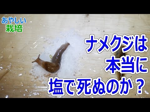 ナメクジは塩で本当に死ぬのか あやしい栽培 第11回 Youtube