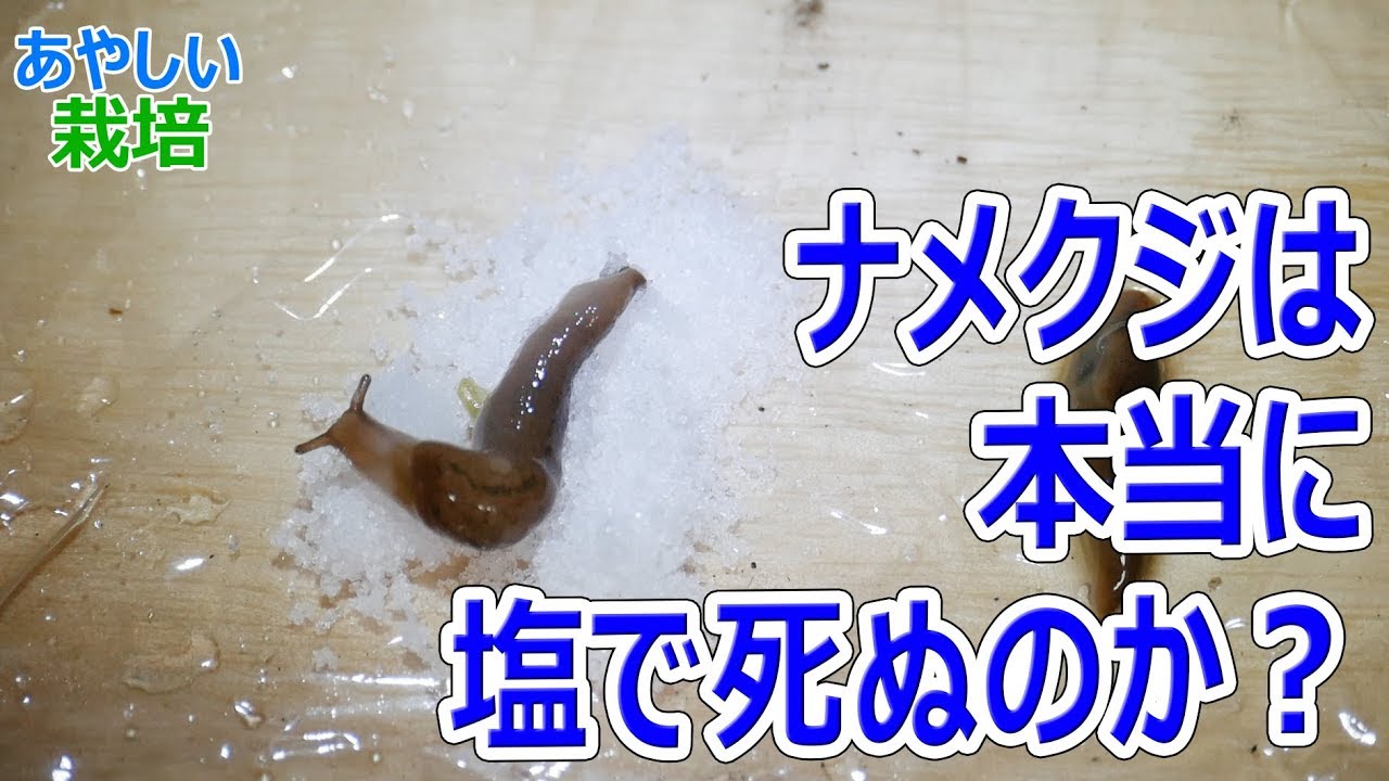 ナメクジは塩で本当に死ぬのか あやしい栽培 第11回 Youtube