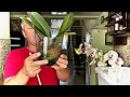 НАРАЩИВАНИЕ КОРНЕЙ ОРХИДЕИ от А до Я на примере орхидеи Катрина за 10 месяцев