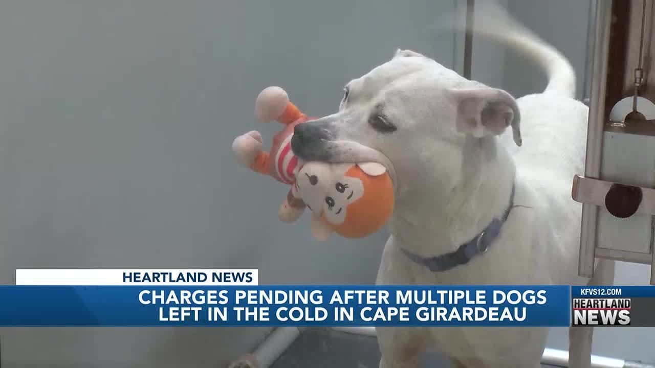 Charges pending after multiple dogs left in the cold in Cape Girardeau ...