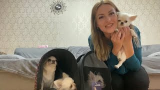 видео: VLOG: НАШ ПИТОМНИК ЧИХУАХУА! картинка: VLOG: НАШ ПИТОМНИК ЧИХУАХУА!