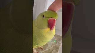The “BeepBeep” button is malfunctioning again … #talkingparot