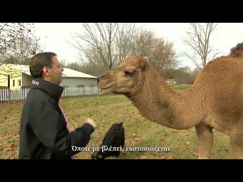 Βίντεο: Η Dromedary είναι μια καμήλα με ένα καμπούρι: περιγραφή ζώων, βιότοπος