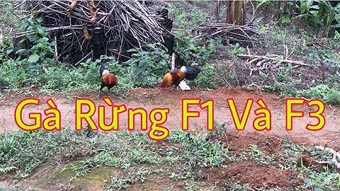 gà rừng vẻ đẹp của gà rừng F1 và gà rừng F3 và cách nhận biết gà f1 gà f3 đơn giản-wild chicken F1