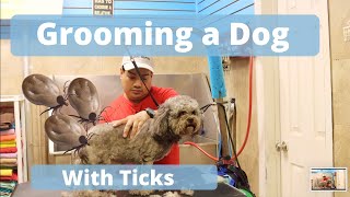 Grooming a Dog with ticks, Dog Grooming in New York City, Queens and Bronx by Dalilas Pet Grooming  2,726 views 3 years ago 16 minutes